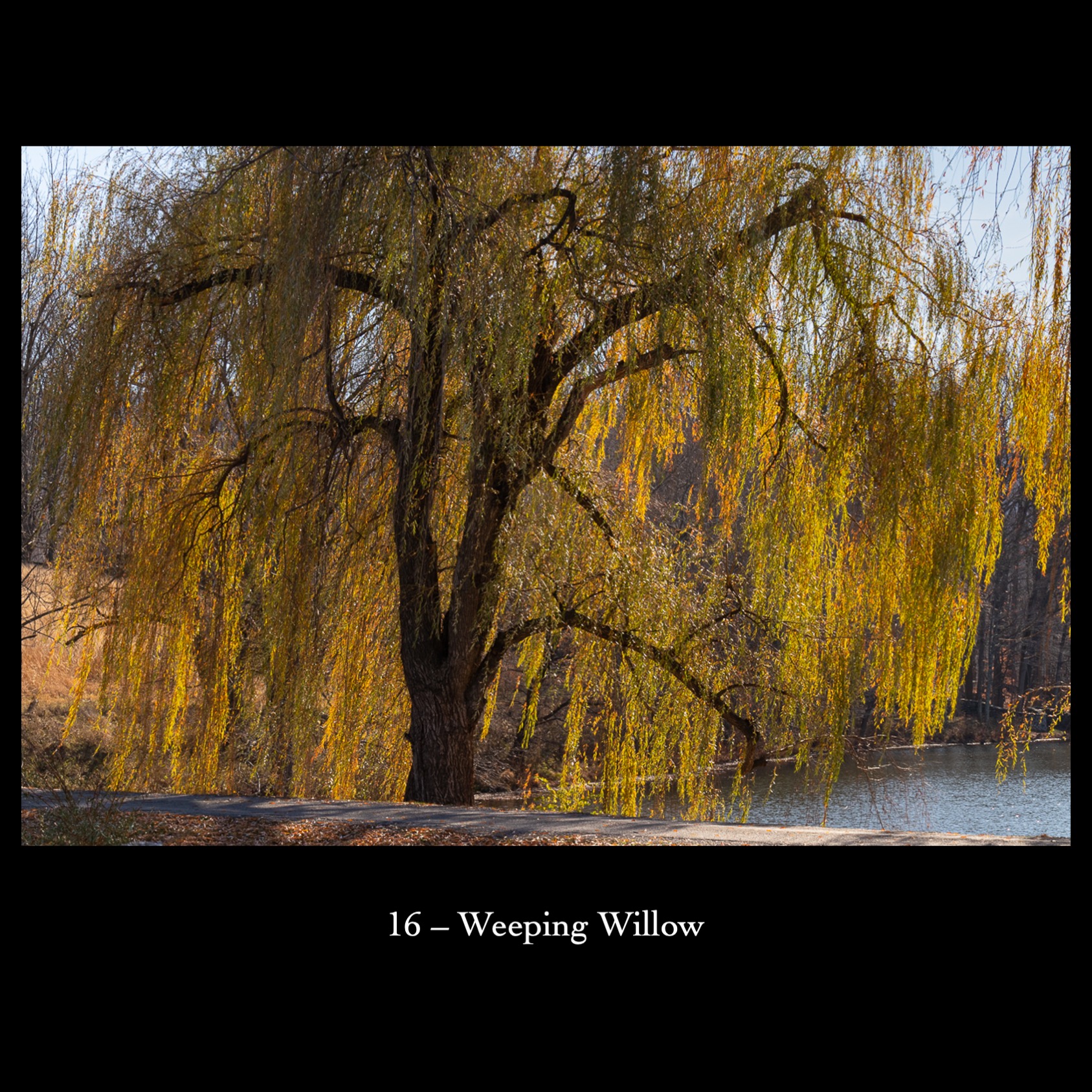 16   Weeping Willow